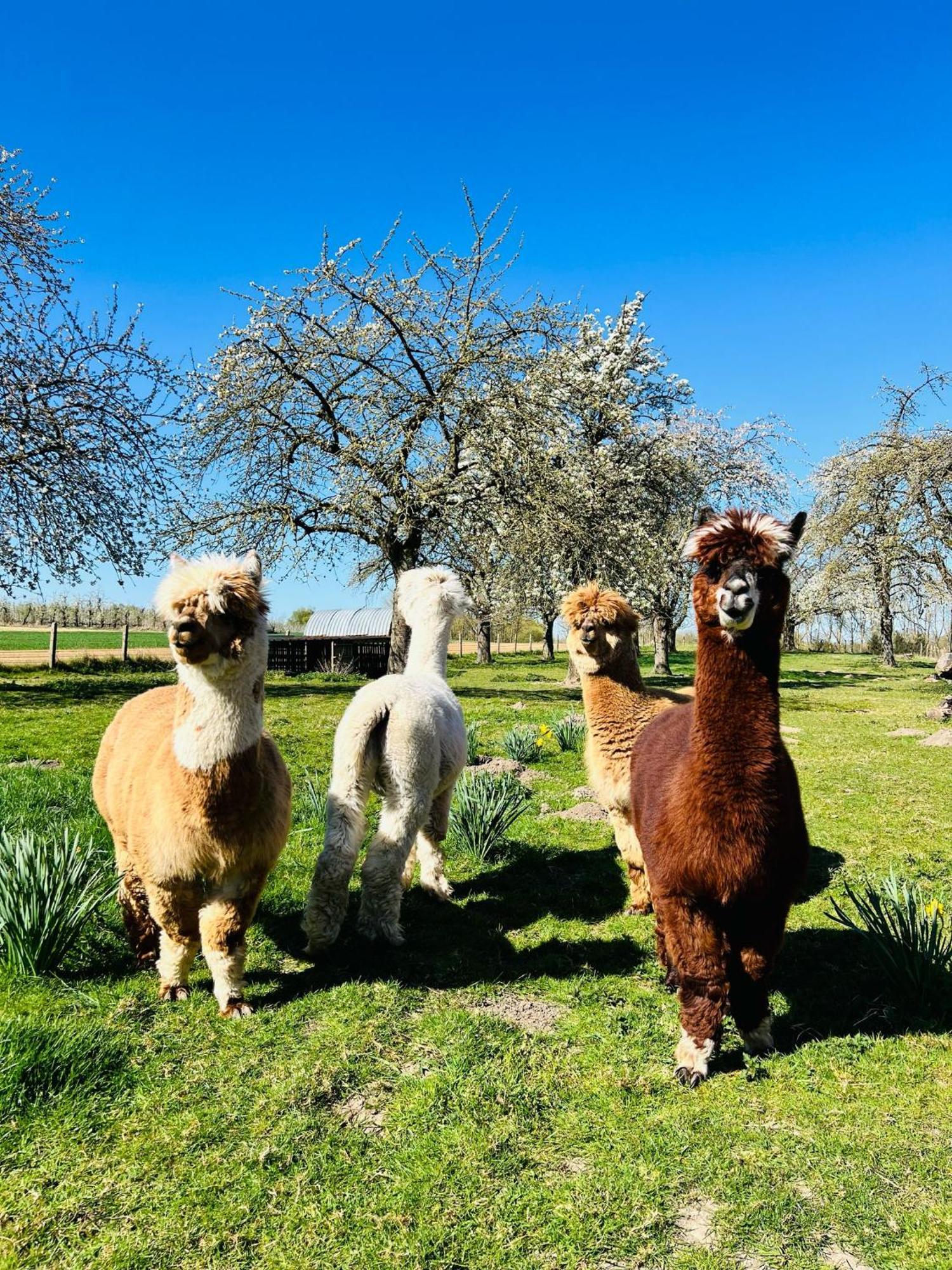 De Smishoeve Met Kinderpret, Dieren En Wellness Heers Bagian luar foto